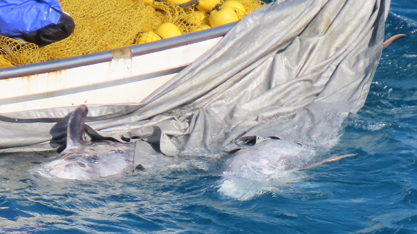 Zwei grosse ermordete Risso's Delfine werden zu einem Jagdschiff ausserhalb der Bucht gebracht