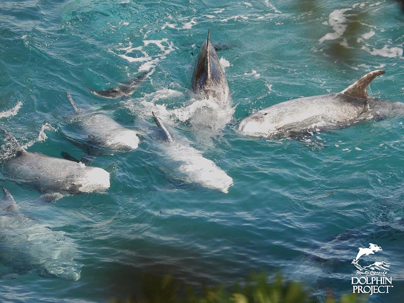 Die Risso's Delfine nach der brutalen Treibjagd in der Bucht, schwimmen nahe bei einander und berühren sich ein letztes Mal