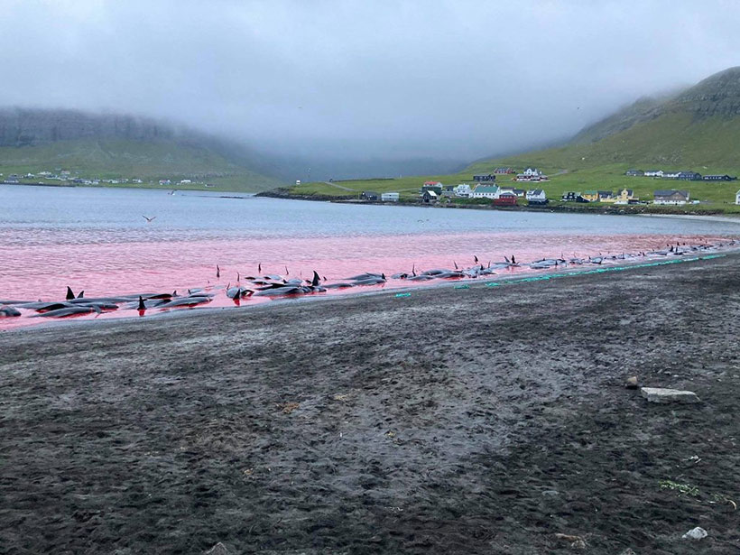 Die genetische Vielfalt atlantischer Pilotwalen und weissseiten Delfinen wurde wieder einmal durch grausamen und sinnlosen Massenmord von sadistischen Psychopathen dezimiert, die ihre Lust und Erregung zu Töten auf den Färöer Inseln ohne Konsequenzen geniessen könne