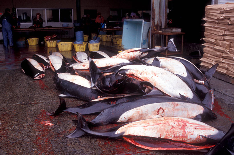 Ermordete Schweinswale in Taiji Japan. Schweinswale gelten heute in Japan als praktisch ausgerottet. Ihr Fleisch verkaufte die Taiji-Delfinmafia irreführend und mit absichtlicher Täuschung in den Westen als Tunfisch. Dieses toxische Delfinfleisch gelangte warscheinlich auch in die Schweiz.