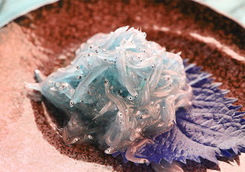 Babyfisch als Salat wird in japan traditionell serviert, ausgewachsen könnten diese Meeresfische mehrere Kilo schwer werden, mindestens aber 200 Mal schwerer als das jetzige Gewicht auf dem Teller- Eine der grössten Verschwendung von Meeresfisch überhaupt - Dafür werden Wale und Delfine beschuldigt der japanischen Schurken-Regierung die Fische wegzufressen und in Massenschlachtungen Genoziiert