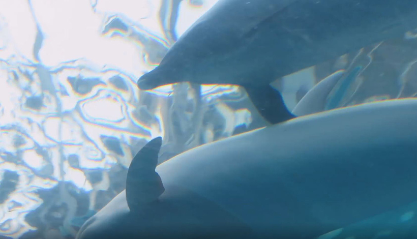 : Zwei entführte Delfine im Taiji Whale Museum schwimmen verzweifelt dauerhaft einander tröstend im Kreis. Der Streifendelfine oben berührt den Albino Tümmler unten mit seiner rechten Vorderflosse konstant ohne loszulassen. Der Albino Tümmler wurde 2014 in Taijientführt und sein Gesundheitszustand verschlechtert sich von Jahr zu Jahr. Der Streifendelfin wurde später entführt, sein psychischer Zustand ist depressiv und veranlasst ihn beim Albino Trost zu suchen oder zu geben.Als Kind wurde der Streifendelfin enführt, er hörte seine Familienangehörigen im Todeskampf schreien und sah sie neben im leidend ertrinken und verbluten.
