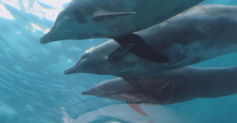 Entfürte Rauhzahndelfine im Taiji Whale Museum, alle aus der gleichen Familie. Die traumatisierten Geschwister berühren sich konstant während sie eng nebeneinander im Kreis schwimmen. Dies ist das wahre Gesicht der Gefangenschaft Industrie, das von Delfinarienbesitzer und Trainer verlogen aus Profitgründen abgestritten wird. 