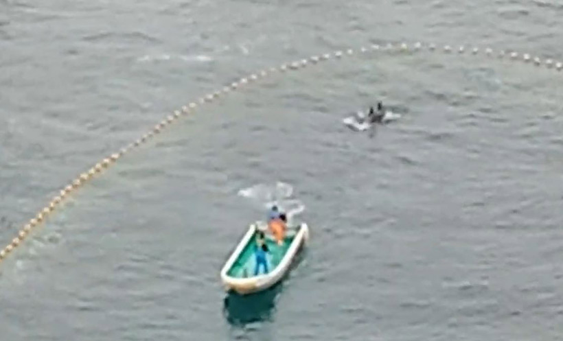 Bild: Killer terrorisieren die Risso's Mütter im Netz vor dem Strand