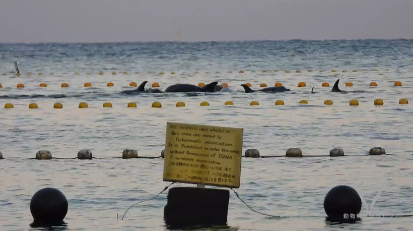 Auf dieser Tafel steht, diese Delfine sind Eigentum der Fischerunion ISANA von Taiji. Wie können wilde Delfine Eigentum einer Person, eines Staates ode einer Firma sein, oder hier in Taiji Eigentum der Delfinmafia? 