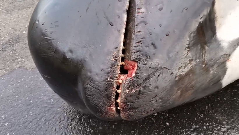 Bild: Dieser Delfin wurde von der Meute Psychopathen am Strand kurz vor dem Mord am Mund verletzt