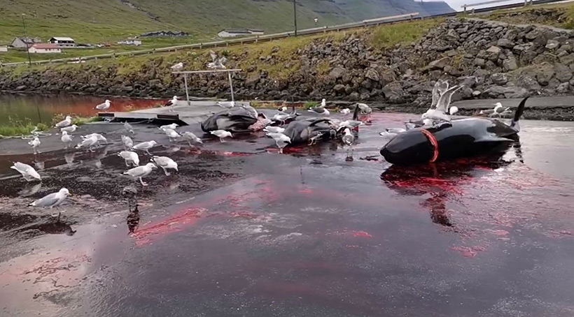 Möven picken an und kacken auf die Körper der ermordeten Delfine die am 2. August 2021 umgebracht wurden