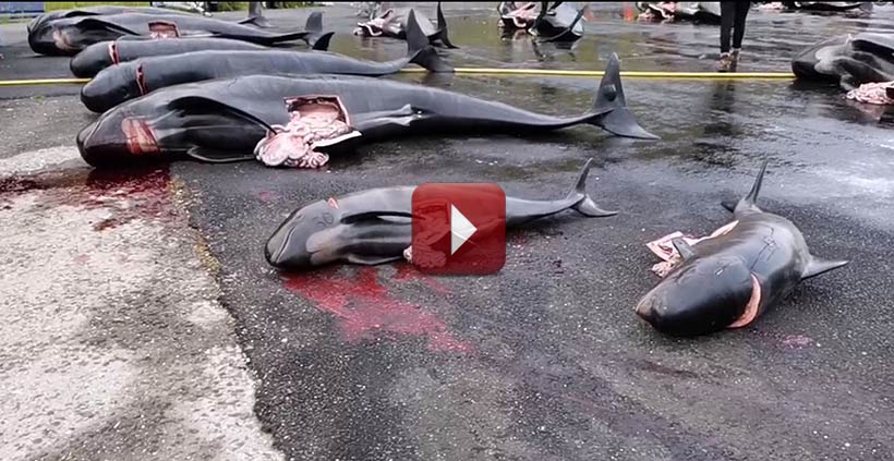 Livestream Video durch Sea Shepherd OP Bloodyfjords gefilmt