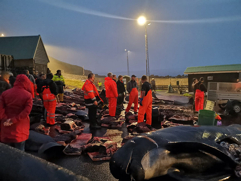 Das Fleisch zerstückelter und zerhackter Delfine und ganze Delfinkörper werden später auf einen Laster zum Entsorgen im Meer geladen. Es sollte so aussehen, das Fleisch wäre zum Verzehr herausgeschnitten worden. Die Färöer Fischereiindustrie hat aber nicht die Rechnung von Sea Sherperd Crew gemacht, von denen sie beobachtet und gefilmt wurden 
