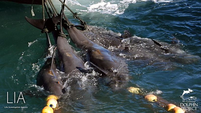 Unschuldige Leben wurden heute Opfer des japanischen, von der Regierung geförteten Verbrechens, durch höchste Gewaltanwendung misshandelt, getötet und zum entsorgen abtransportiert. Nur wenig des toxischen Fleisch wird von unwissenden oder getäuschten japanern konsumiert, das meiste wird entsorgt.