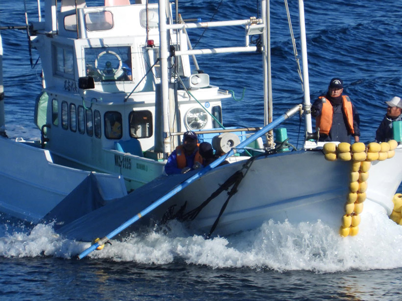 11 ermordete Risso's Delfine werden mit dem Jagdschiff zum Metzgerhaus gebracht wo sie zerstückelt und das meiste Fleisch entsorgt wird