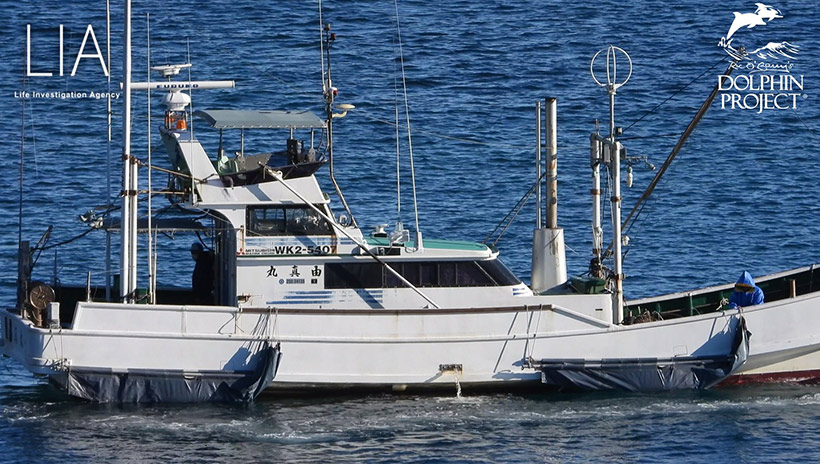 Killer schleppt mit seinem Delfin-Jagdschiff die 5 lebenden Risso's Babys aufs Meer hinaus wo sie zum Verhungern freigelassen werden