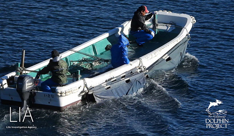 5 lebende Delfinbabys sahen wie ihre Mütter und Familienmitglieder niedergestochen wurden, gefesselt in einem Sack and diesem Boot, werden sie zu einem Jagdschiff gezogen, das die kleinen Risso's Babys aus See hinaus transportiert und sie zum Verhungern frei lässt
