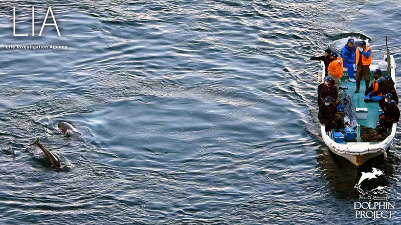 Member des Mafia Clans treffen in der Bucht ein und beraten kurz ob es genügend schöne Delfinkinder in der Gruppe gibt zu entführen um viel Profit mit ihnen zu machen. Alle anderen Delfine sind ein Nebenprodukt und Abfall für die Killer, darum werden diese so extrem brutal misshandelt.