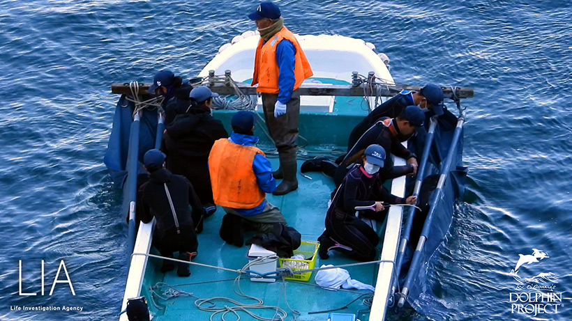 Zwei entführte Risso's Delfinkinder an der Seite des Bootes in Transportsack gesteckt, waren heute Zeuge des Mordes an ihren Mütter und Familie, werden später trainiert, zusammen für über 400'000 USD an Delfinarien verkauft. Verkäufe entführter Delfinkinder an Delfinarien und Schwimmen mit Gefangenen-Delfinen finanzieren diese Verbrechen der Massenmorden in Taiji so wie die Subventionen der japanischen Regierung für den illegalen kommerziellen Walfang