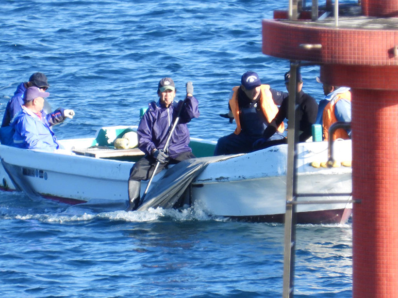 Delfin-Massenmörder von Taiji transportieren mehrere geschlachtete Delfinkinder zum Metzgerhaus, decken ihre Opfer mit Planen ab, um vor der Öffentlichkeit die Morde zu verbergen. Da doch die Regierung und die "Fischer" diese Verbrechen doch so als Tradition darstellen, wieso werden ermordete Delfine unter Planen versteckt?