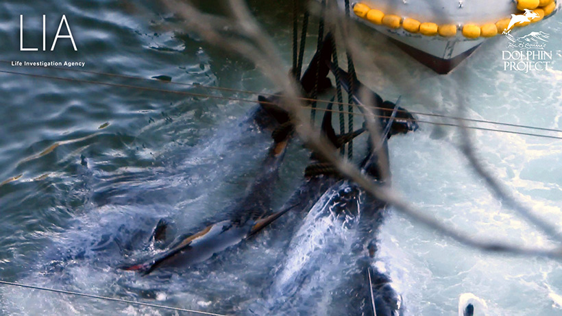 Tote Delfine, Opfer des Mordes heute in Taiji an ein Boot gefesselt, ein Delfinkind mittig weist mehrere schwere Wunden auf die ihm durch extrem brutale Misshandlung zugefügt wurden