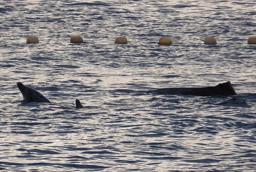 Delfine am Morgen in der Bucht von Taiji Japan entdeckt, einige mit zerstückelter Rückenflosse