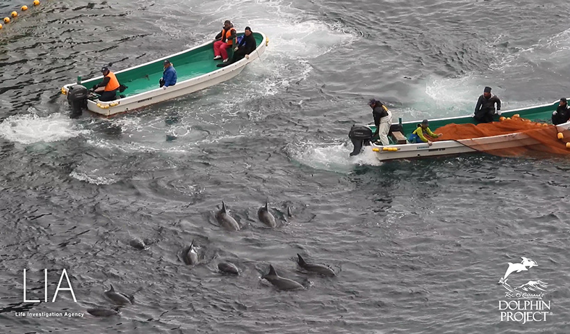 Terroristen von Taiji Japan, treiben mit ihren Bootsmotoren, die Propellert auf die Delfine gerichtet, die verängstigten Meeressäuger in die Bucht