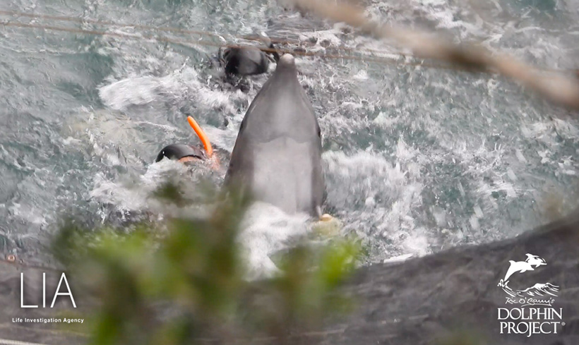 Delfin in Panik währen der Tortur in der Bucht