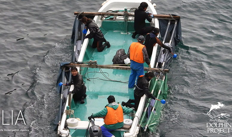 Bild: Vier entführte Delfinkinder mit Verkaufswert von mindestens 600'000 USD, auf beiden Seiten ans Bootes gefesselt, werden in den Hafen in ein Schwimmgefängnis transportiert