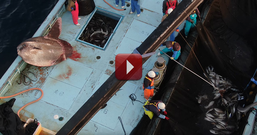 Video - Taiji Japan: Fischer, Mitglieder der Delfinmafia, quälen und misshandeln seltene Haie, einen grossen Mondfisch und Meeresschildkröten