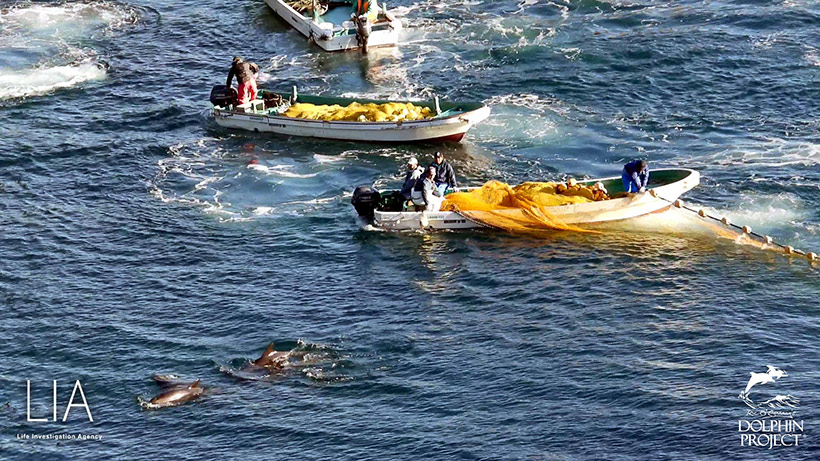 Kaum von grossen Jagdschiffen in die Bucht terrorisiert, begann der Abschaum diese fühlsamen Wesen mit Bootsmotoren unter die Planen in den Tod zu drängen