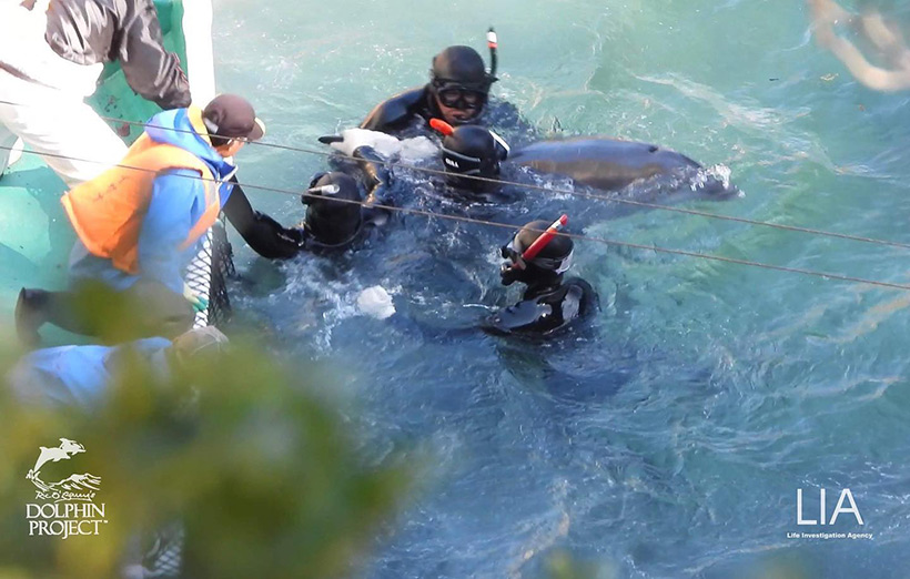 Ein Delfinkind wird nach dem groben Wrestling mit mehreren Tauchern an ein Boot in ein schwarzes Netz geschoben und unter die Planen ans Ufer gezogen
