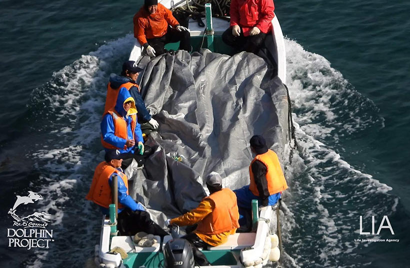 Die Leichen der ermordeten Streifendelfine unter Planen vor den Augen der japanischen Bevölkerung un den Kameras der Aktivisten versteckt