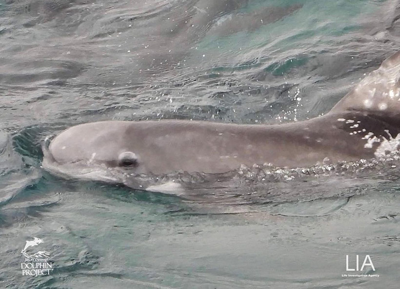 Bild: Dieses sanfte Risso's Delfinkind, heute brutal misshandelt und niedergemetzelt, ist eines der 16 Opfer der Delfinmafia von Taiji
