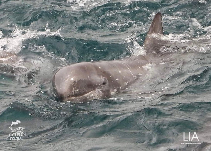 Ein weiteres Opfer der Delfinmafia von Taiji, dem heute mit grösster Gewalt das Leben genommen wurde, dieses Verbrechen unterstützt durch die japanische Regierung