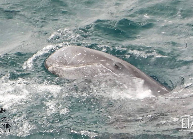 Noch eines der heute misshandelten Opfer der Delfinmafia, zu sehen seine letzten Atemzüge kurz bevor die Killer ihm einen Strick um die Flossen banden, dieses wehrlose Säugetierkind unter die Planen in den Tod schleppten und niederstachen