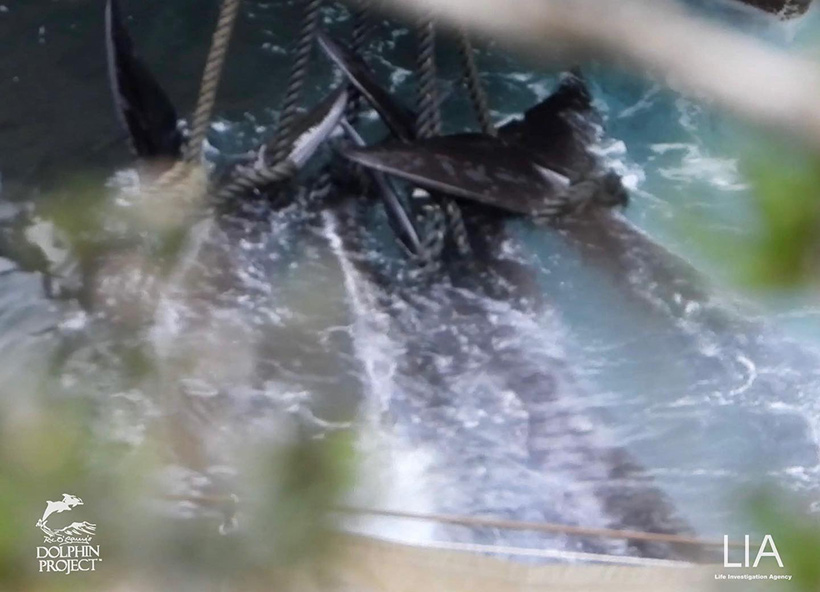 Diese Risso's Delfin Teenager schwammen heute Morgen noch voller Lebensfreude als sie sich von ihrer Familie absonderten um Spass zu haben. Nun sind sie ans Boot gefesselte Leichen, ermordet durch Japan's perverser Krieg gegen Delfine und Wale