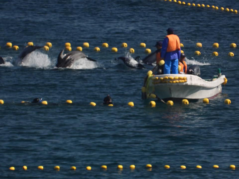 Die Delfin in Angst und Panik vor den japanischen Monstern die nur zwei Sachen kennen, Brutalität und Gewalt
