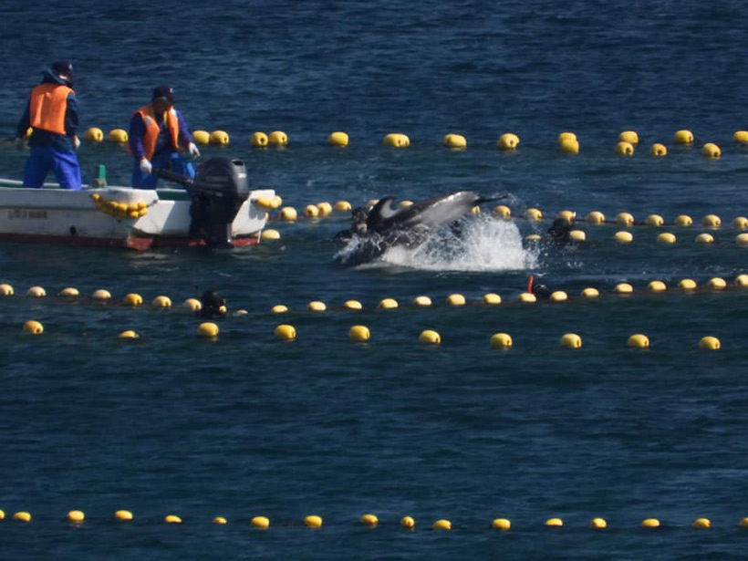 Ein Delfin wird von Tauchern festgehalten, in Panik versucht er zu fliehen