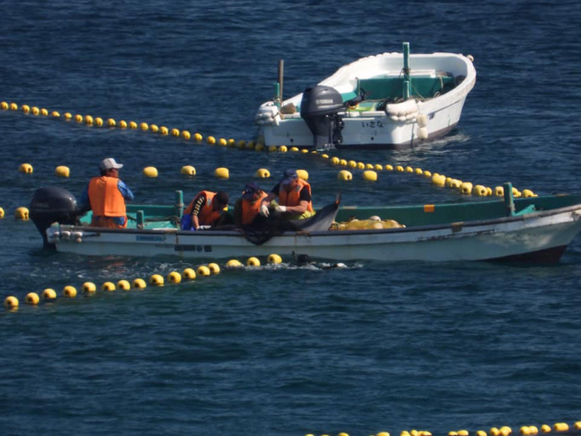 Ein gerade eben gewrestleter entführter Delfin wird zu den Schwimmkäfigen im Hafen transportiert