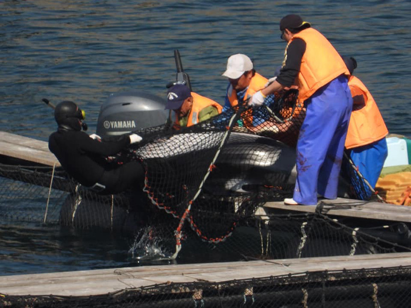 Taucher zerren und Killer stossen einen Delfin nach der brutalen Entführung und Transport in ein Käfig