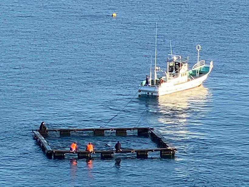 Killer ziehen ein Schwimmkäfig mit gestern entführten verletzten Weisseiten Delfine auf See hinaus um sie zu entsorgen