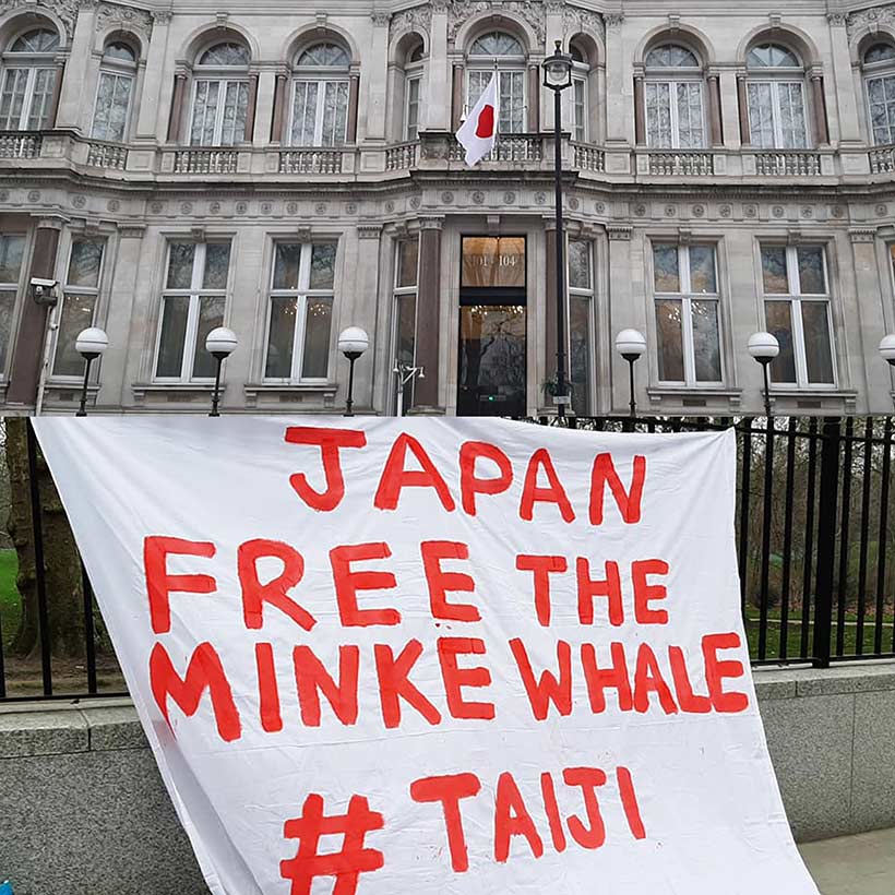 Erste Proteste in England vor dem japanischen Konsulat für den Zwergwal (Minke Whale) im Netz