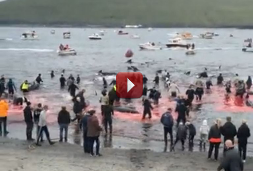 Livestream Video durch Sea Shepherd OP Bloodyfjords gefilmt
