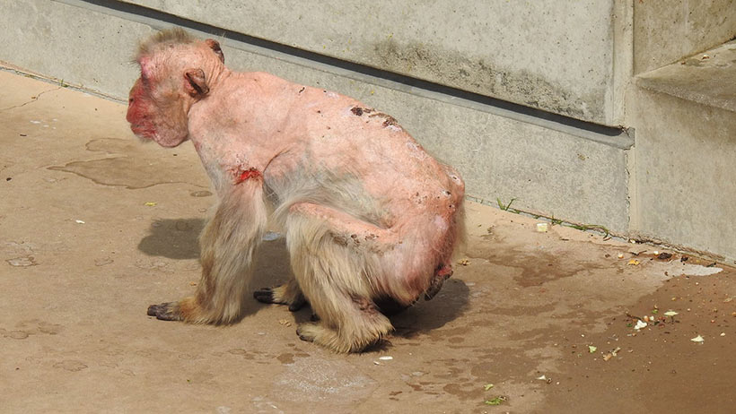 Bild Mineto Meguro: Tier haben in Japan wenig Rechte, Merestiere keine. Wie dieser sehr kranke Affe in einem japanischen Zoo, dienen Tiere in Japan ausschliesslich zur Schaustellung und um Profit zu generieren. Die meisten Menschen in Japan und natürlich auf der ganzen Welt, erkennen nicht oder sind nicht mitfühlend wenn Tiere krank sind oder Tierquälerei besteht. Dies liegt definitiv an der einseitigen Bildung die ausschliesslich auf Ökonomie getrimmt ist. Tiere lieben und mitfühlend sind ausschliesslich diese Menschen, die wenig Fleisch essen oder ganz darauf verzichten. Dies ist leider eine Erkenntnis der letzten Jahre.