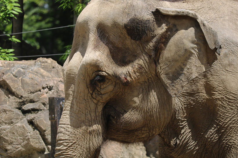 Bild Mineto Meguro: In japanischen Zoos werden Elefanten mit langen Hacken geschlagen und gestochen um sie gefügig zu machen und um die Herrschaft über sie zu erlangen - Solche Brutalität der Herrschaft durch Gewalt an Elefanten, Primaten und Meeressäugern ist Japans Tradition