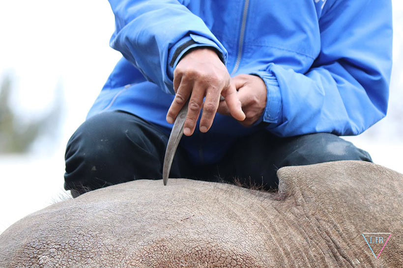Bild Mineto Meguro: Ein Elefant in Japans Zoo's der noch nicht gefügig und Willenlos gemacht wurde, wird mit Schmerzen durch Stiche mit einem Hacken bestraft, was teils schwerwiegende Verletzungen hervorbringen kann