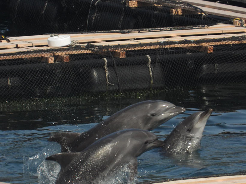 Bild Kunito Seko: Diese traumatisierten Delfinkinder in diesem Schwimmkäfig wurden von ihren Mütter gestohlen, entführt am 10. Februar 2021. Das Lächeln dieser Delfine und allen anderen Delfinen ist physiologisch bedingt, die grösste Täuschung der Natur