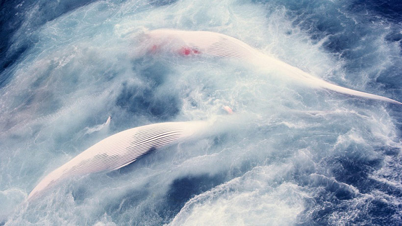 The mass slaughter of whales destroyed far more than the creatures themselves