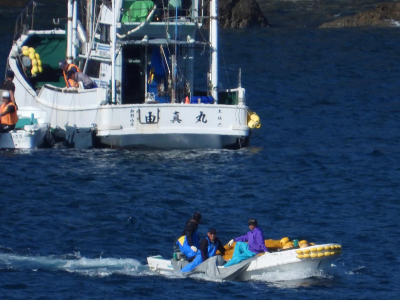 Im Hintergrund, ans grosse Delfinjagdschiff in Säcke gefesselt, lebende Junge und Babydelfine die kurz später auf See über Bord geworfen und entsorgt wurden. Im Vordergrund schleppen Mörder-Abschaum ermordete Rissos Delfine zum Metzgerhaus, wo sie zerstückelt und das meiste Fleisch entsotgt wird