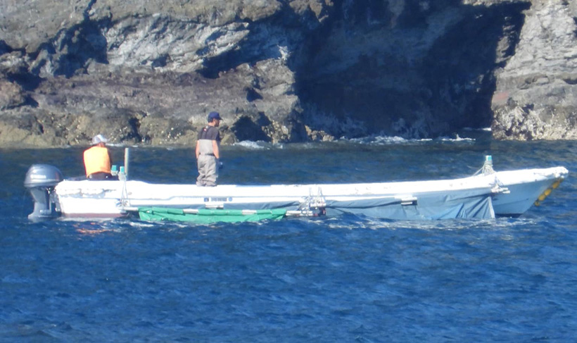 Bild: Japanische Delfin-Massenmörder Abschaum transportieren lebende Delfinbabys um sie weit weg von der Küste über Bord zu werfen und zu entsorgen