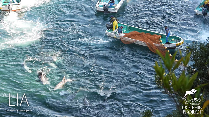Misshandlung der 21 Rissos Delfine im Netz vor dem Mörderstrand
