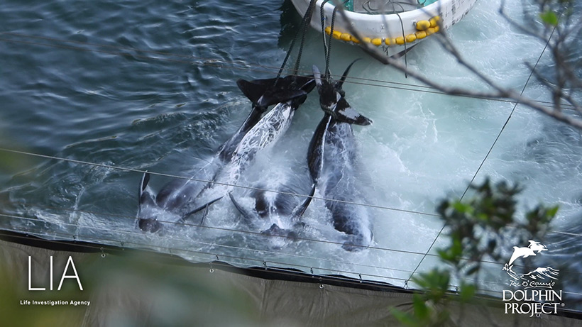 Mehrere Opfer des heutigen Verbrechens in Taiji Japan werden ans Boot gefesselt vom Mörderstrand weggezogen