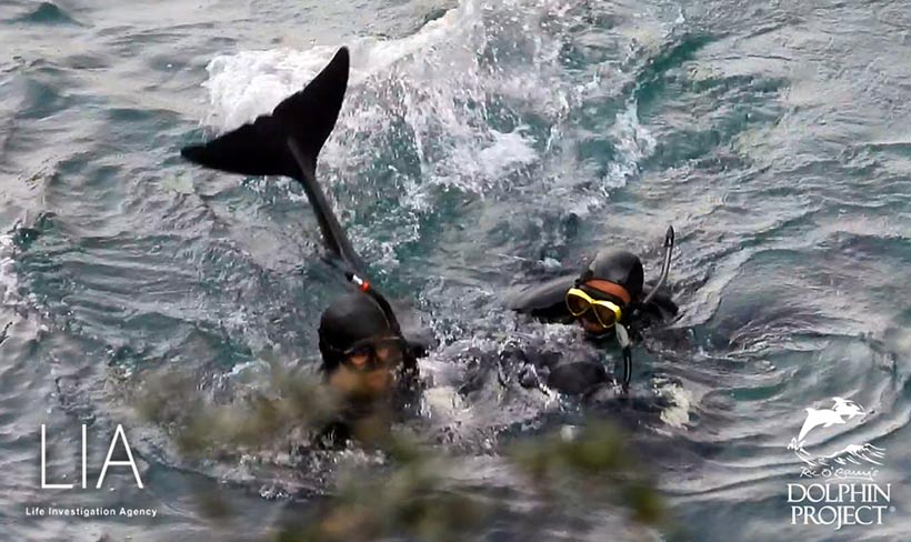 Taucher der Delfinmafia ringen und wrestelen mit grösster Gewalt eine jungen Risso's Delfin unter die Planen am Strand in den Tod